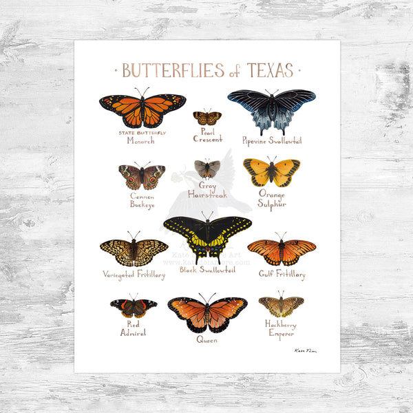 Wholesale Butterflies Field Guide Art Print: Texas Mini