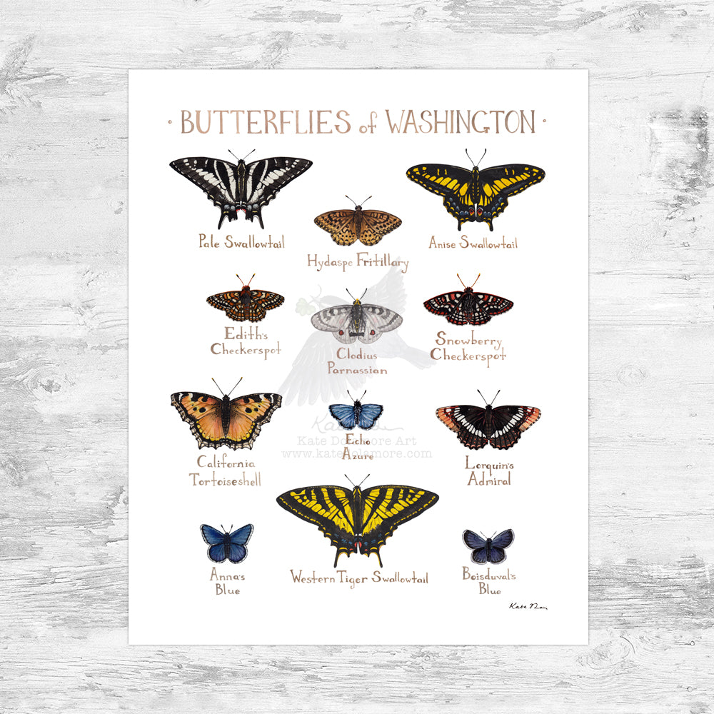 Wholesale Butterflies Field Guide Art Print: Washington Mini