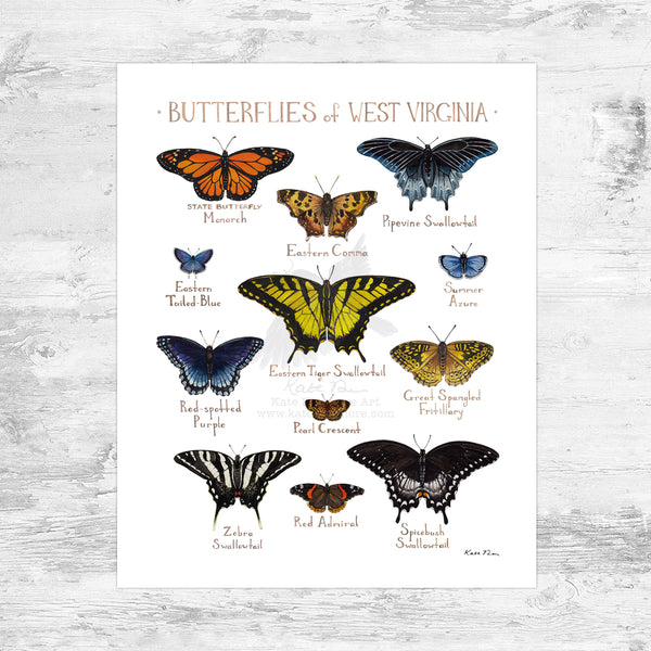 Wholesale Butterflies Field Guide Art Print: West Virginia Mini