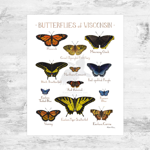 Wholesale Butterflies Field Guide Art Print: Wisconsin Mini