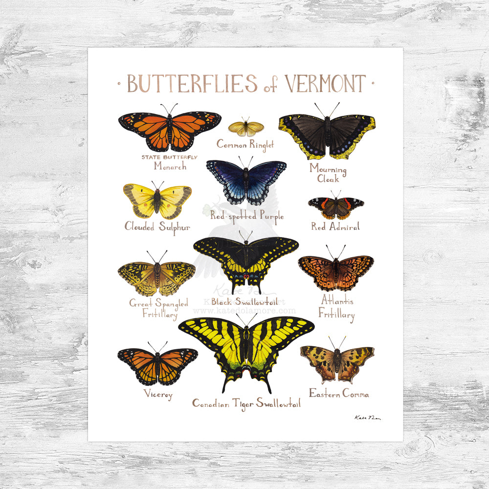 Wholesale Butterflies Field Guide Art Print: Vermont Mini