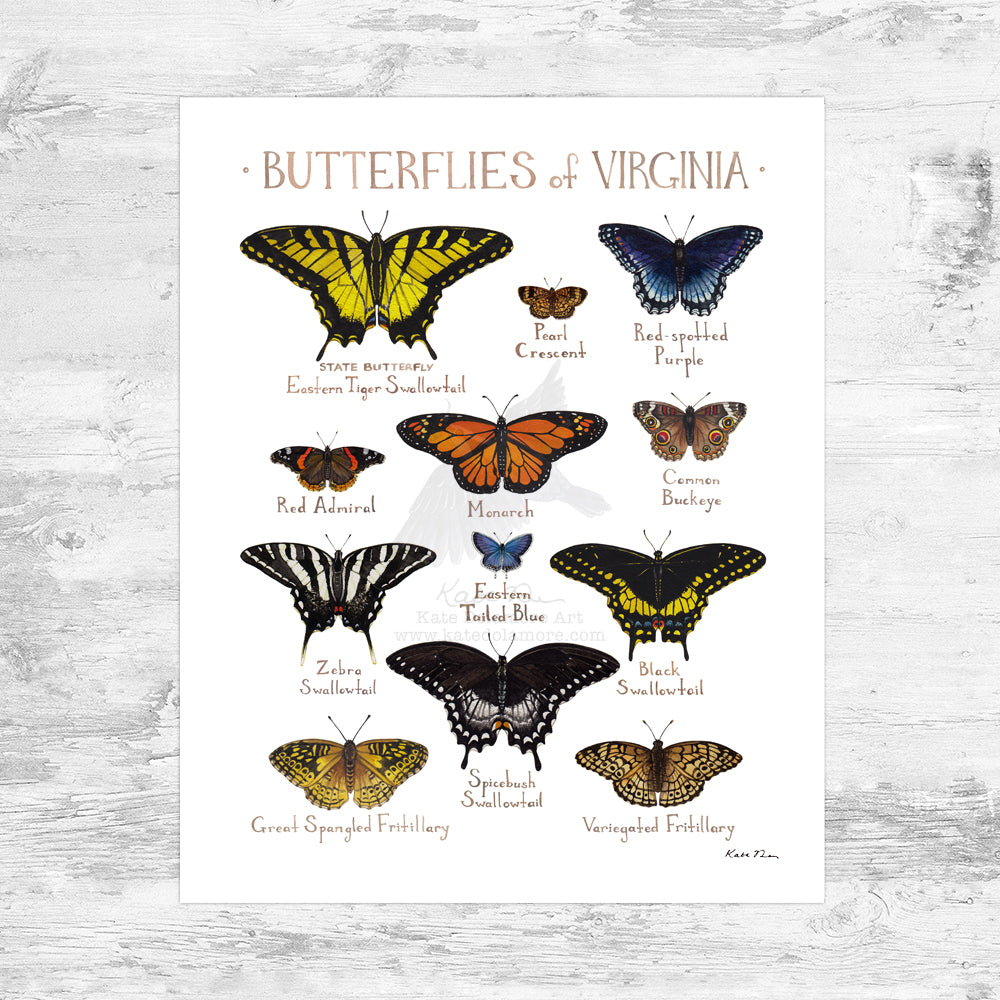 Wholesale Butterflies Field Guide Art Print: Virginia Mini