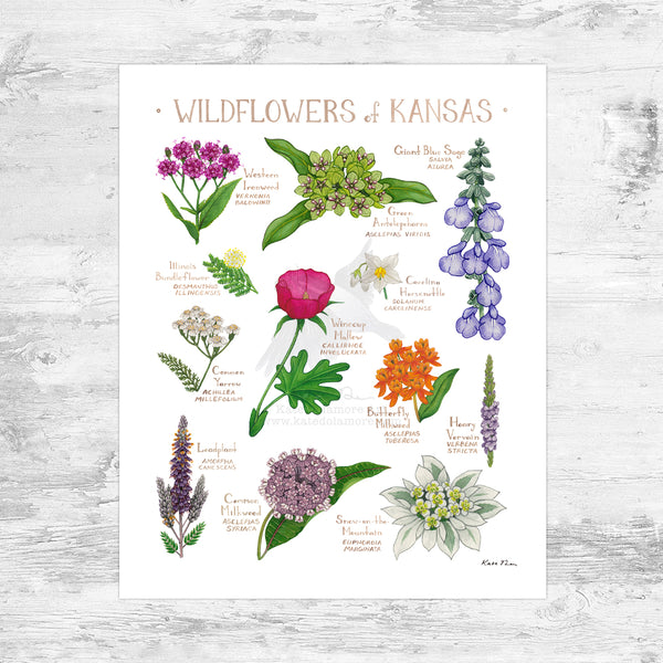 Wholesale Wildflowers Field Guide Art Print: Kansas Mini
