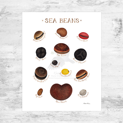 Wholesale Field Guide Art Print: Sea Beans