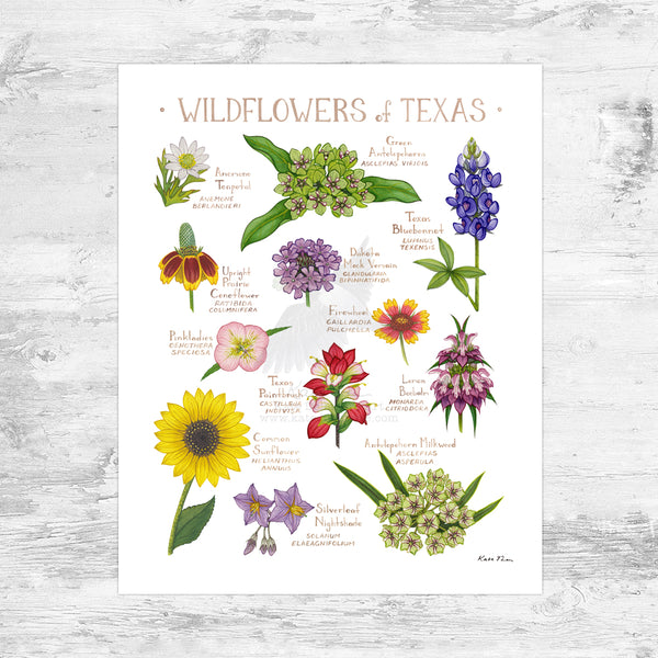 Wholesale Wildflowers Field Guide Art Print: Texas Mini