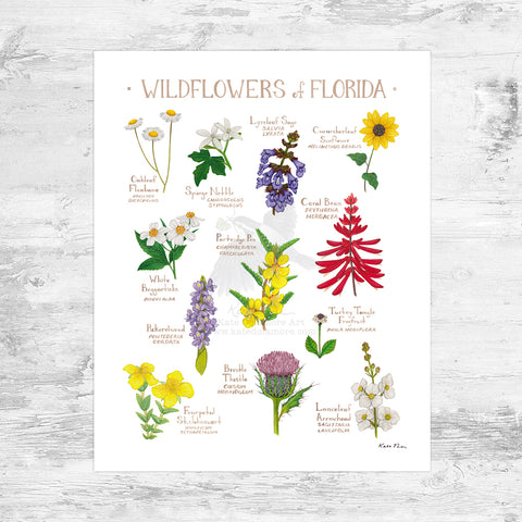 Wholesale Wildflowers Field Guide Art Print: Florida Mini