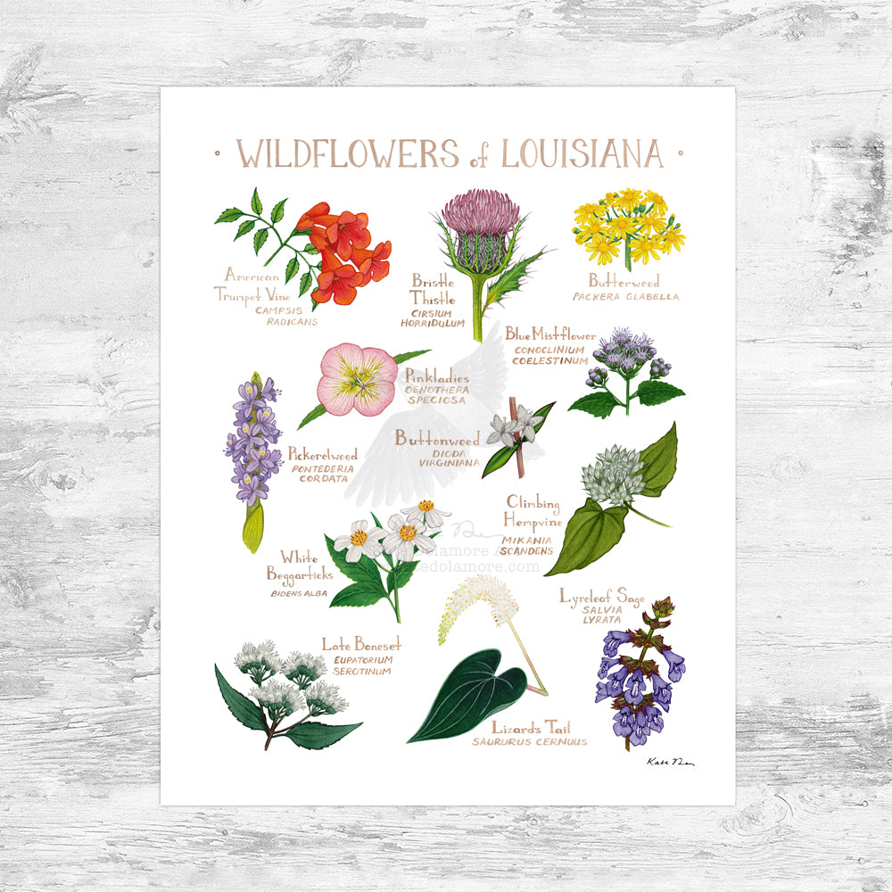 Wholesale Wildflowers Field Guide Art Print: Louisiana Mini