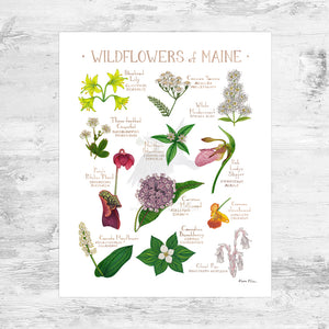 Wholesale Wildflowers Field Guide Art Print: Maine Mini