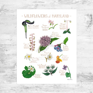 Wholesale Wildflowers Field Guide Art Print: Maryland Mini