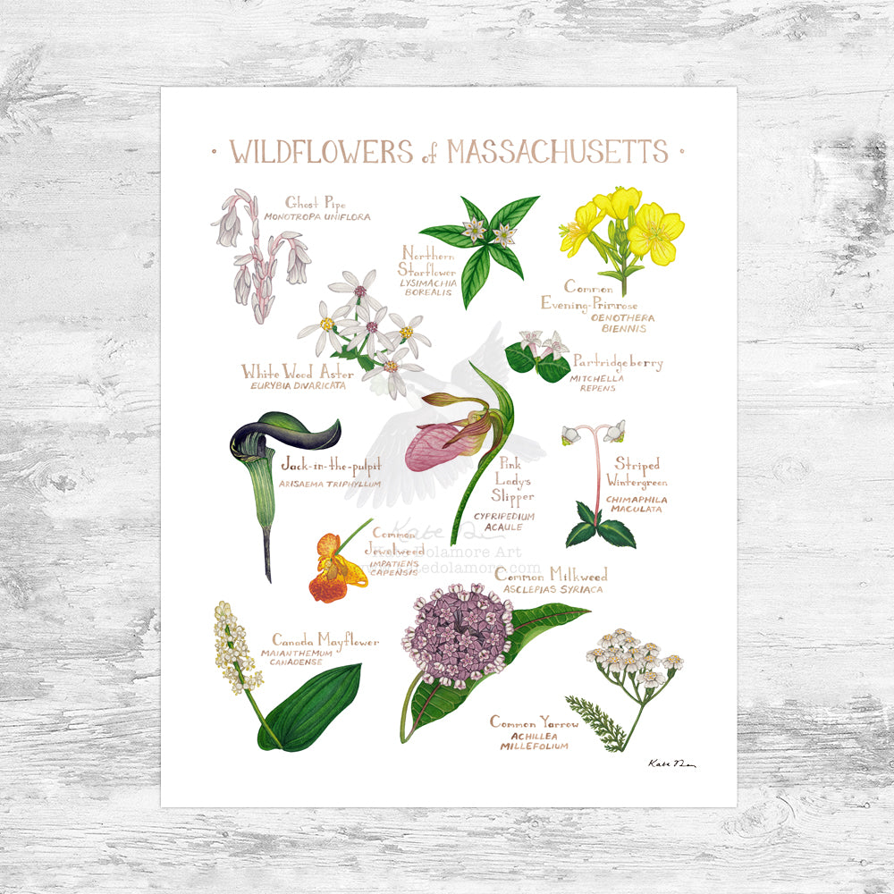 Wholesale Wildflowers Field Guide Art Print: Massachusetts Mini