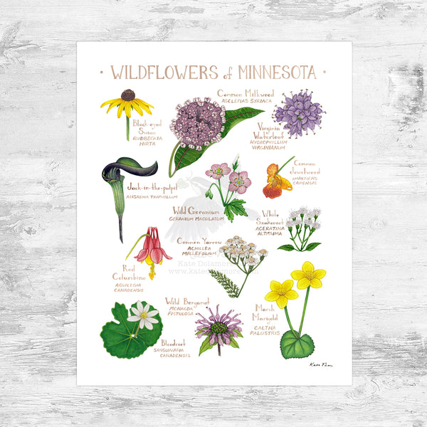 Wholesale Wildflowers Field Guide Art Print: Minnesota Mini