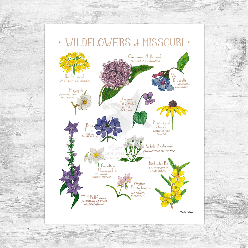 Wholesale Wildflowers Field Guide Art Print: Missouri Mini