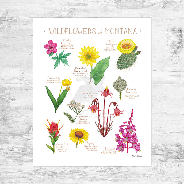 Wholesale Wildflowers Field Guide Art Print: Montana Mini