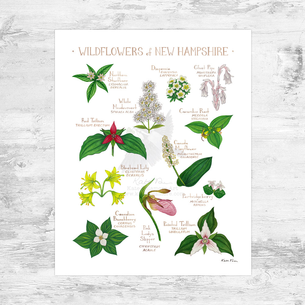 Wholesale Wildflowers Field Guide Art Print: New Hampshire Mini