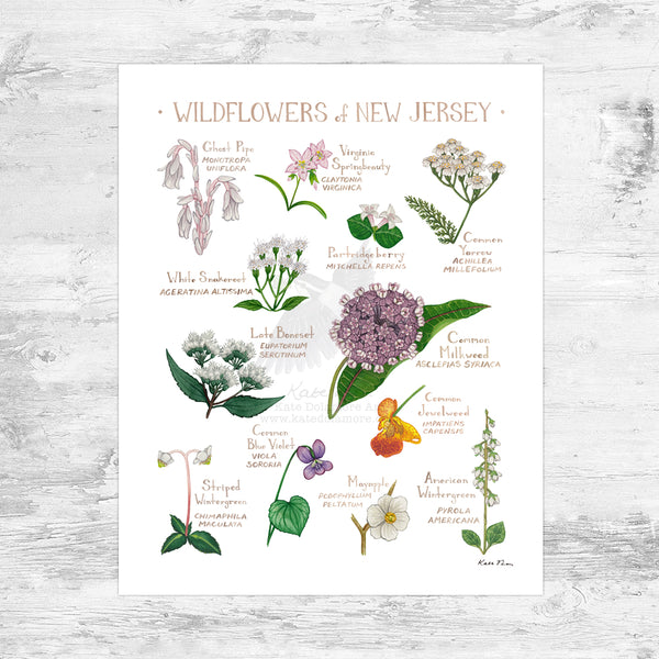 Wholesale Wildflowers Field Guide Art Print: New Jersey Mini