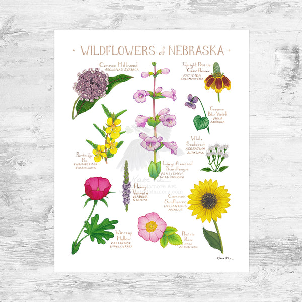 Wholesale Wildflowers Field Guide Art Print: Nebraska Mini