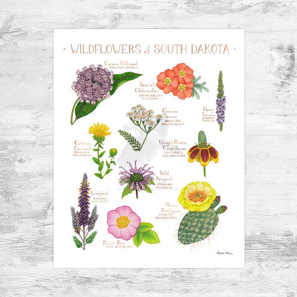 Wholesale Wildflowers Field Guide Art Print: South Dakota Mini