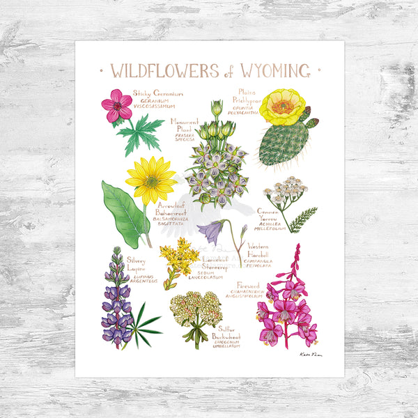 Wholesale Wildflowers Field Guide Art Print: Wyoming Mini