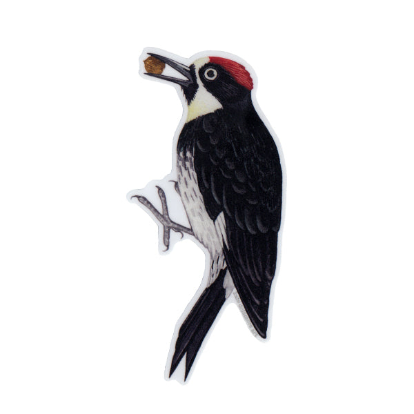Wholesale Vinyl Sticker: Acorn Woodpecker