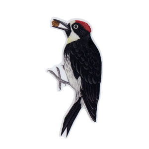 Wholesale Vinyl Sticker: Acorn Woodpecker