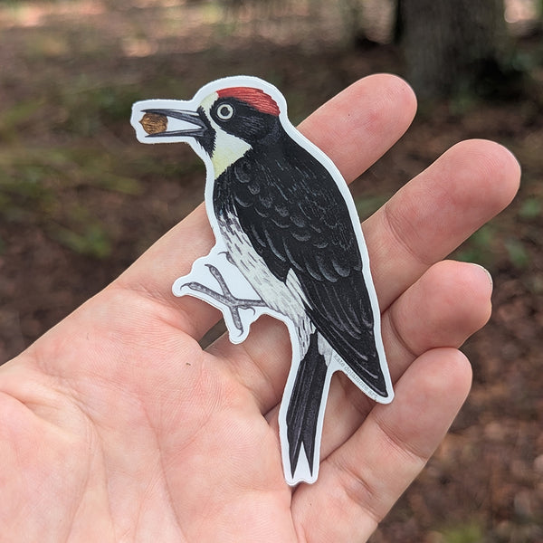 Wholesale Vinyl Sticker: Acorn Woodpecker