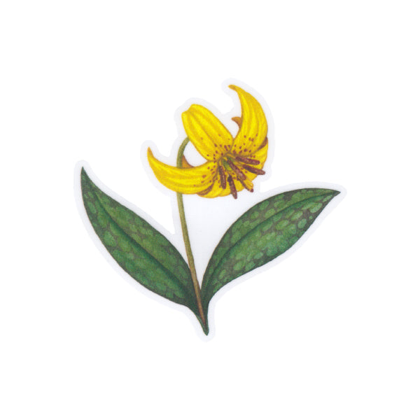 Wholesale Vinyl Sticker: Yellow Trout Lily
