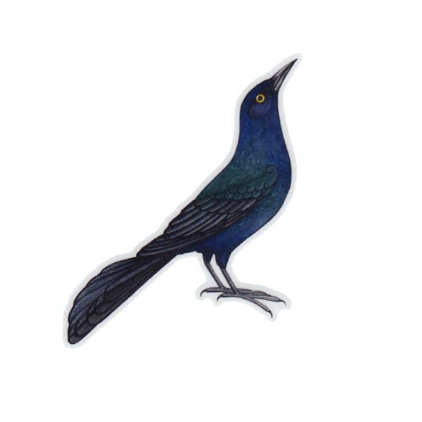 Wholesale Vinyl Sticker: Boat-tailed Grackle