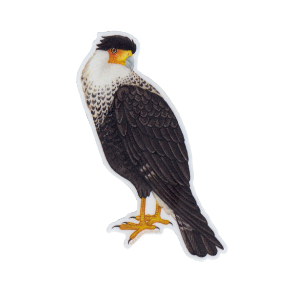 Wholesale Vinyl Sticker: Crested Caracara