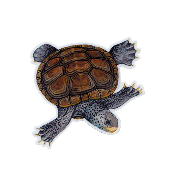 Wholesale Vinyl Sticker: Diamondback Terrapin