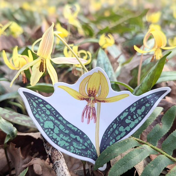 Wholesale Vinyl Sticker: Dimpled Trout Lily