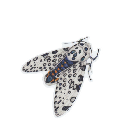 Wholesale Vinyl Sticker: Giant Leopard Moth