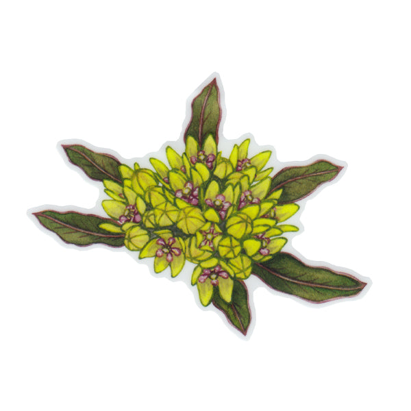 Wholesale Vinyl Sticker: Green Antelopehorns Milkweed