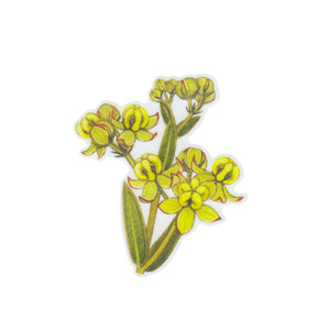 Wholesale Vinyl Sticker: Largeflower Milkweed