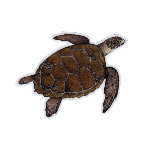 Wholesale Vinyl Sticker: Loggerhead Sea Turtle (2026)