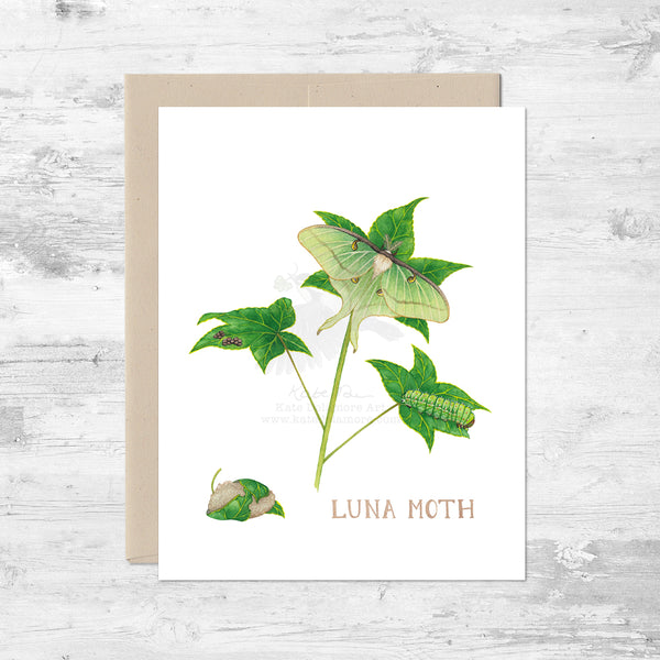 Luna Moth Life Cycle Note Card