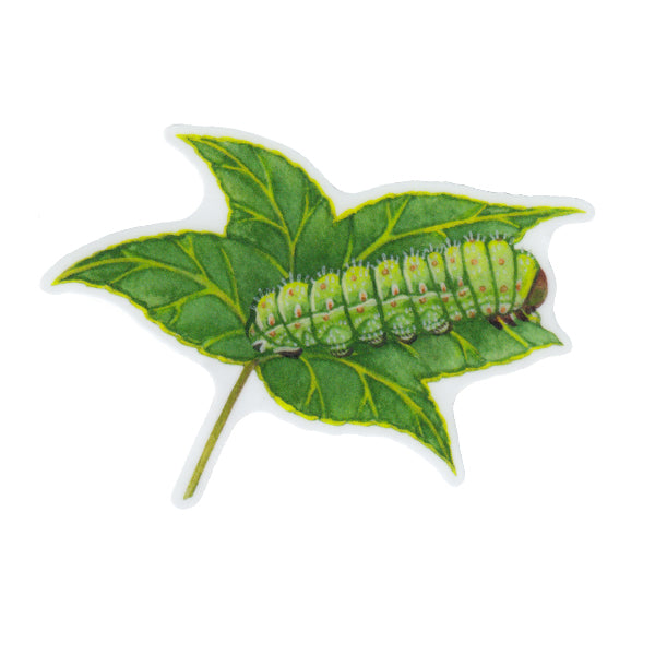Wholesale Vinyl Sticker: Luna Moth Caterpillar