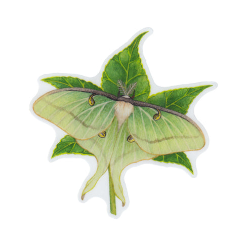Wholesale Vinyl Sticker: Luna Moth on Sweetgum