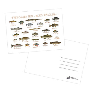 Freshwater Fish of North Carolina 5x7 Postcard