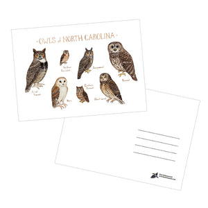 Owls of North Carolina 5x7 Postcard