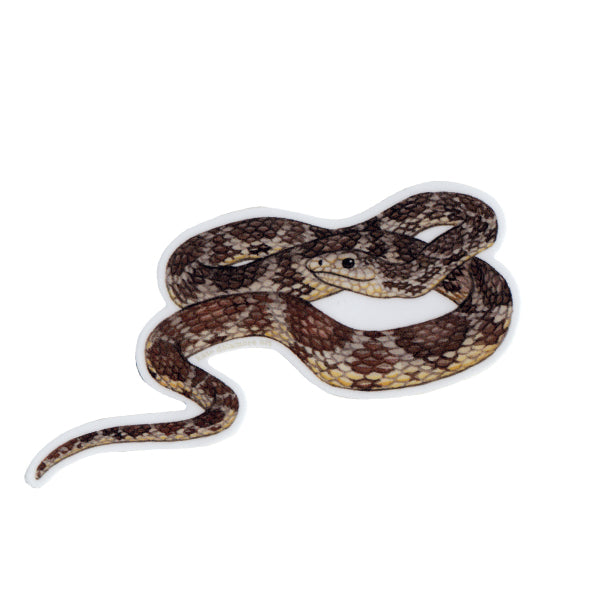 Wholesale Vinyl Sticker: Florida Pine Snake