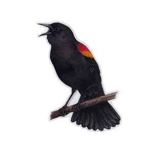Wholesale Vinyl Sticker: Red-winged Blackbird Singing