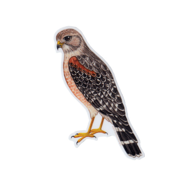 Wholesale Vinyl Sticker: Red-shouldered Hawk
