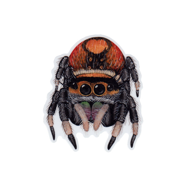 Wholesale Vinyl Sticker: Regal Jumping Spider