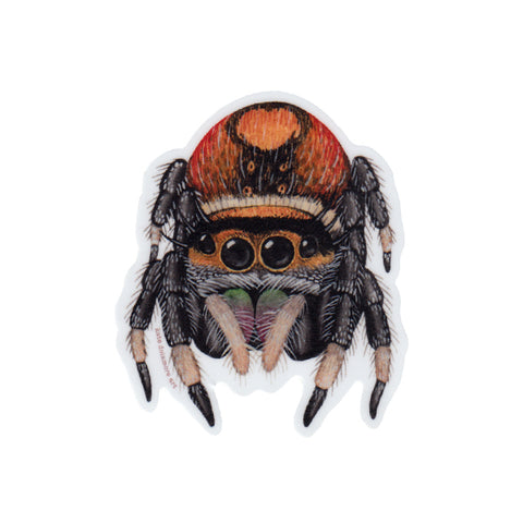 Wholesale Vinyl Sticker: Regal Jumping Spider