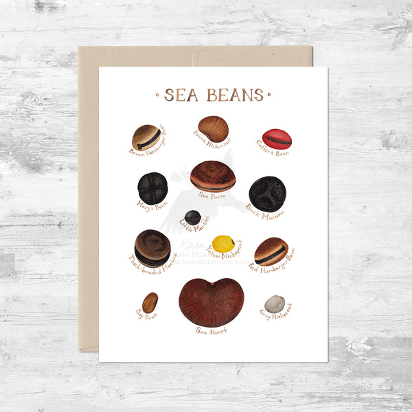 Sea Beans of Florida Note Card