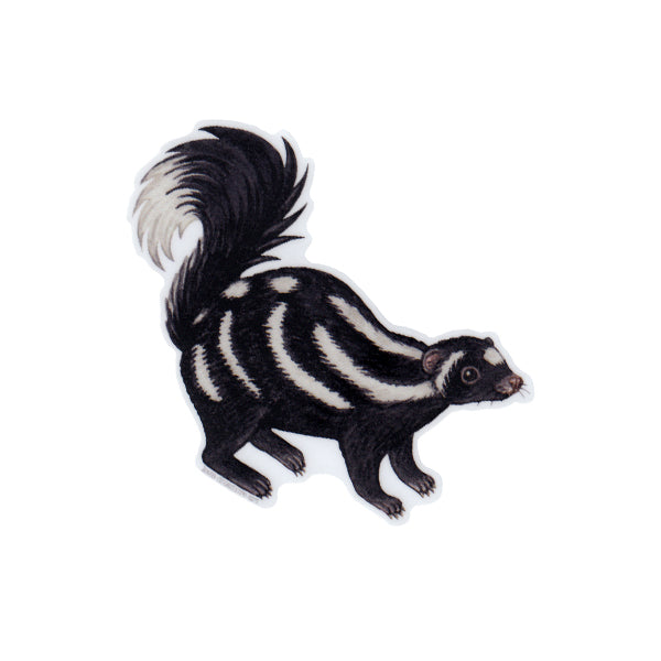 Wholesale Vinyl Sticker: Spotted Skunk