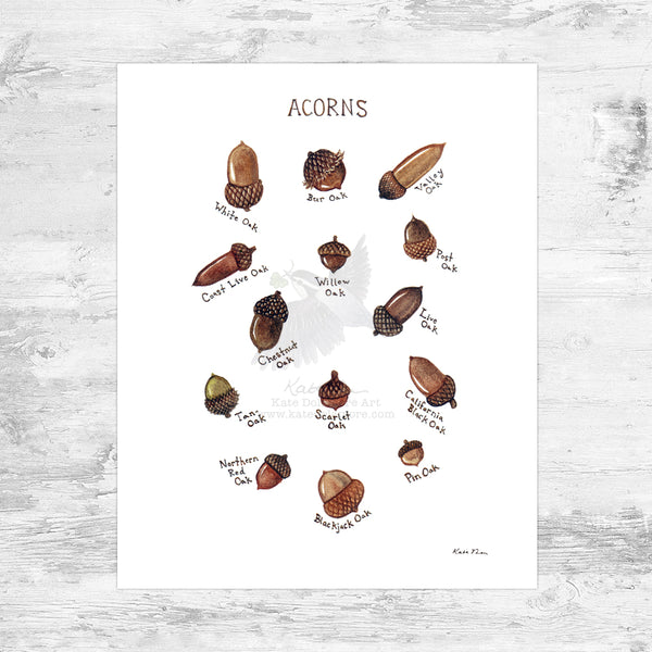 Wholesale Field Guide Art Print: Acorns