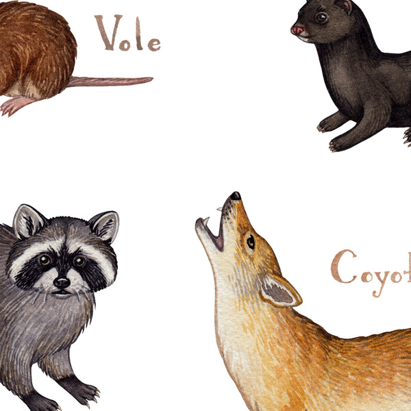 Wholesale Mammals Field Guide Art Print: Alabama