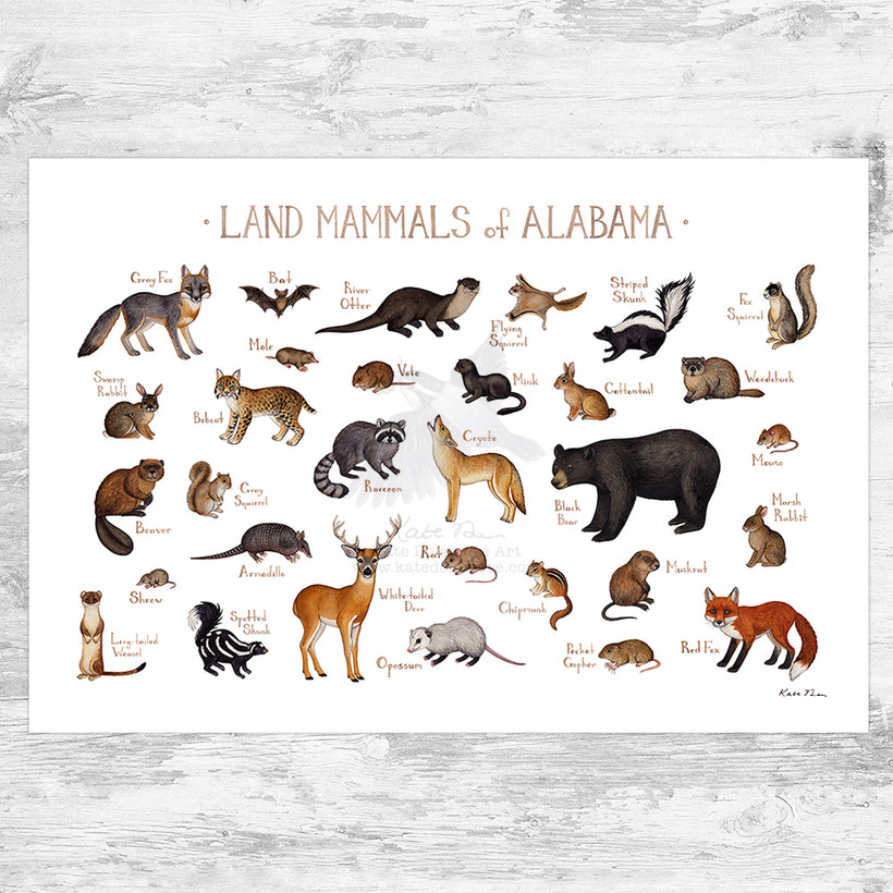 Mammals of the US Prints