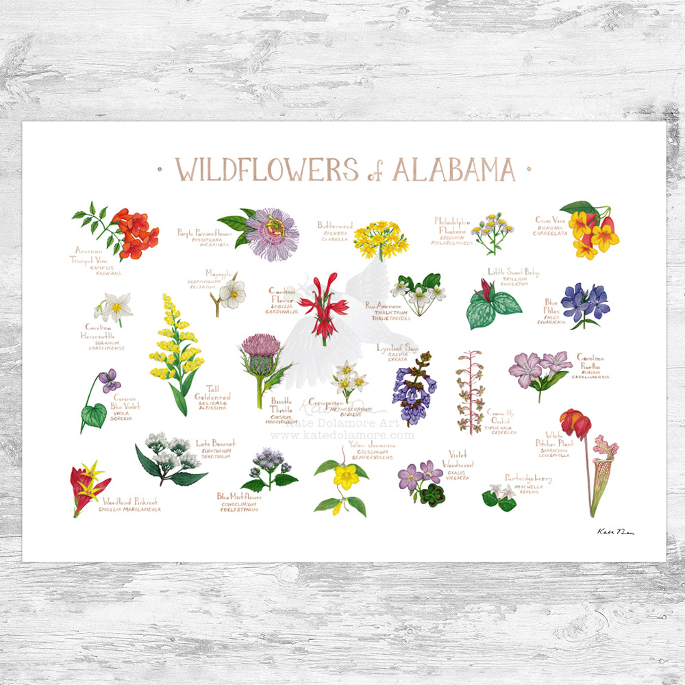 Wholesale Wildflowers Field Guide Art Print: Alabama